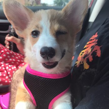 Sunshine Puppies - Pet Stores Near Me - Largo, Florida