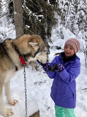 Alaska Homestead Adventures by null