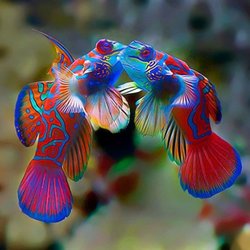 Downtown Pets & Aquarium - Beautiful Mandarin fish !
