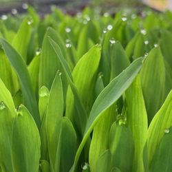 Bella Vita Farm - Microgreens at perfection.