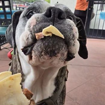 El Torito - Dog-friendly street tacos! - Mexican Near Me - Sherman Oaks, California El Torito - Dog-friendly street tacos! - Mexican Near Me - Sherman Oaks, California