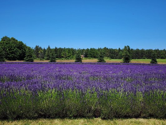Fragrant Isle Lavender Farm & Shop by null
