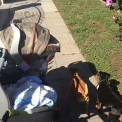 Max's Spot - A week ago these dogs wouldn't walk on the leash without pulling, barking, lunging at people, dogs, bikes, you name it! Now look