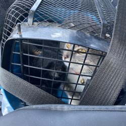 CareVet of Southern Illinois