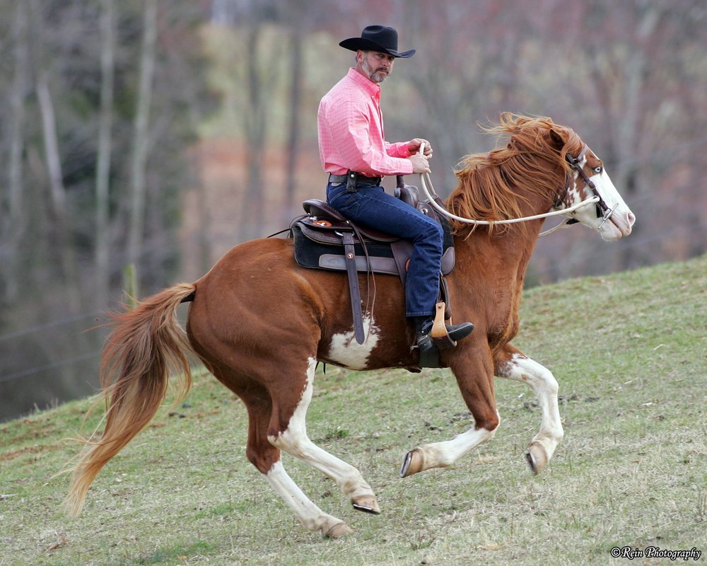 Kenny Harlow - Training with Trust - equestrian in Cumberland, VA