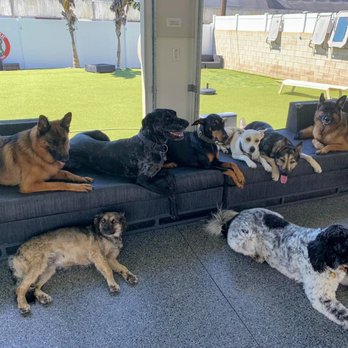 Dog Republic - Hanging out with dog friends - Dog Walkers Near Me - Newport Beach, California Dog Republic - Hanging out with dog friends - Dog Walkers Near Me - Newport Beach, California