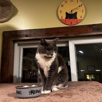 Critter Pet Care - Grumpy Oreo - Pet Boarding Near Me - Oakland, California Critter Pet Care - Grumpy Oreo - Pet Boarding Near Me - Oakland, California