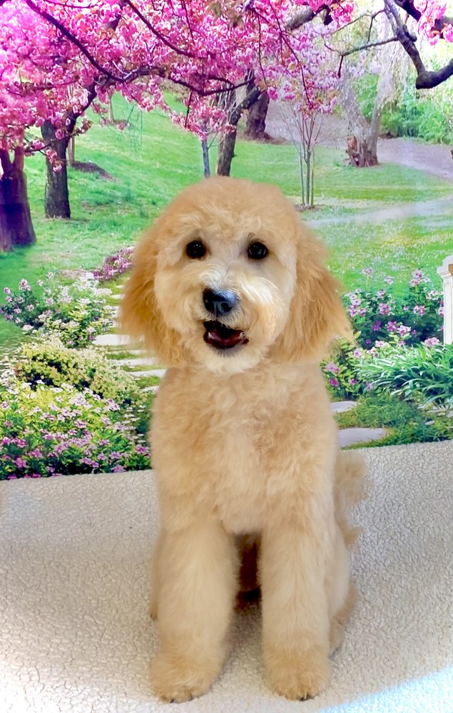 NATIVE WAYS PET SERVICES Fredericksburg, Virginia Pet Groomers