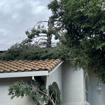 Green Thumb Tree Care - Redwood tree top and branches-exterior of home. - Tree Services Near Me - Vacaville, California Green Thumb Tree Care - Redwood tree top and branches-exterior of home. - Tree Services Near Me - Vacaville, California
