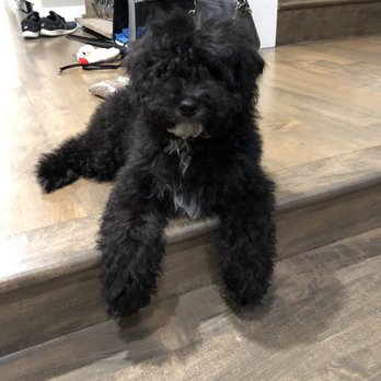 The Pet Affaire - First night we had her. She was already in need of a trim! - Pet Groomers Near Me - Santa Monica, California The Pet Affaire - First night we had her. She was already in need of a trim! - Pet Groomers Near Me - Santa Monica, California