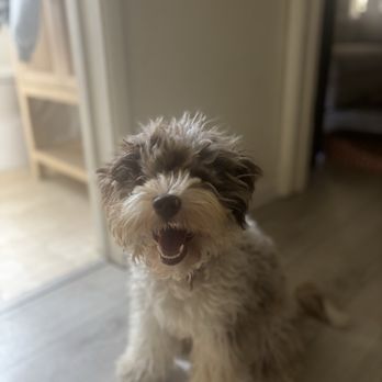 Whats Up Doods - Pet Services Near Me - Tuolumne, California Whats Up Doods - Pet Services Near Me - Tuolumne, California