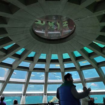 Seattle Aquarium - Underwater dome - Aquariums Near Me - Seattle, Washington Seattle Aquarium - Underwater dome - Aquariums Near Me - Seattle, Washington