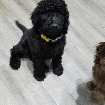 Pickle's Playland - Cutie at the daycare! - Pet Training Near Me - Redmond, Washington Pickle's Playland - Cutie at the daycare! - Pet Training Near Me - Redmond, Washington