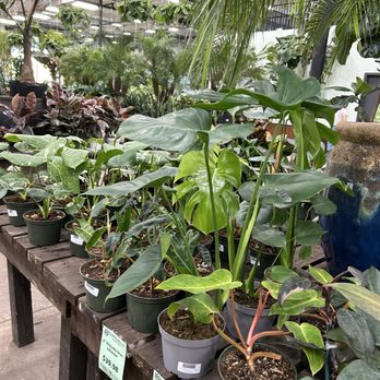 Terra Bella Nursery - I'm in Heaven - Nurseries & Gardening Near Me - San Diego, California Terra Bella Nursery - I'm in Heaven - Nurseries & Gardening Near Me - San Diego, California