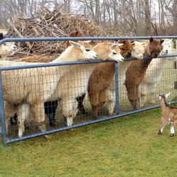 Long Meadows Farm