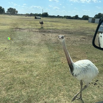 Franklin Drive Thru Safari - This was a cool animal - Petting Zoos Near Me - Franklin, Texas Franklin Drive Thru Safari - This was a cool animal - Petting Zoos Near Me - Franklin, Texas