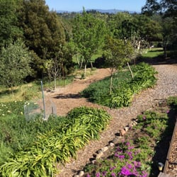 Healing Oasis  - Early spring in our fruit orchard.