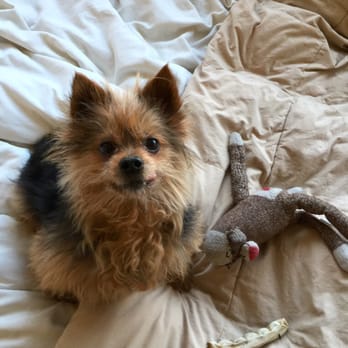 Capitol Pet Services - This is Isaac. He is one of my clients that stays over and I go to his home for walks. A really sweet boy! - Dog Walkers Near Me - Seattle, Washington