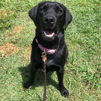Central Florida K-9 - Pet Sitting Near Me - Eustis, Florida Central Florida K-9 - Pet Sitting Near Me - Eustis, Florida