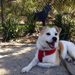 South Hills Dog Park - Porky didn't want to leave
