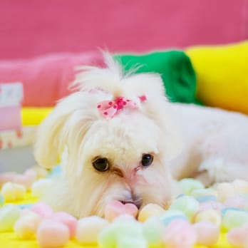 Paw Palace - Pet Groomers Near Me - Vancouver, British Columbia