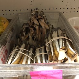 Razor clam