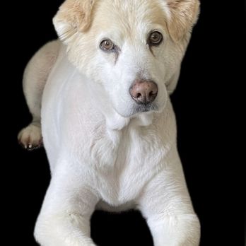 Kyle Animal Hospital - Kaipo - Veterinarians Near Me - Kyle, Texas