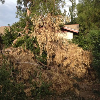 Triple "J" Lawn Service - a tree that has fallen - Landscaping Near Me - Phoenix, Arizona Triple "J" Lawn Service - a tree that has fallen - Landscaping Near Me - Phoenix, Arizona