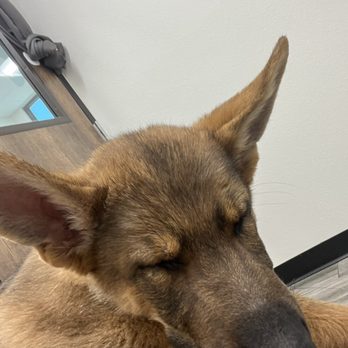 Veterinary Emergency Group - Emergency Pet Hospital Near Me - Phoenix, Arizona