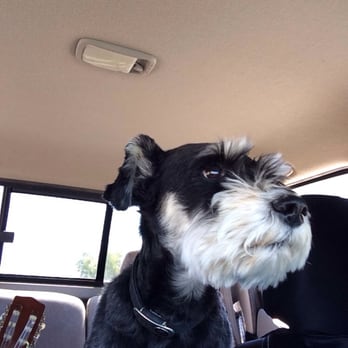 MoonDoggy Ranch - Jasper, my wingman! - Pet Sitting Near Me - Cotati, California MoonDoggy Ranch - Jasper, my wingman! - Pet Sitting Near Me - Cotati, California