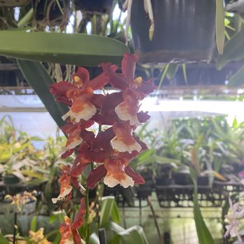 Orchid Design - Florists Near Me - San Jose, California Orchid Design - Florists Near Me - San Jose, California