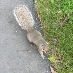 Garden City Park - Tabitha