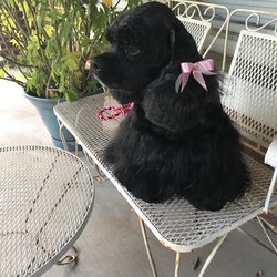 Soft Paws Salon