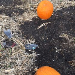 Atlantic Farms - More trash filled Pumpkin patch