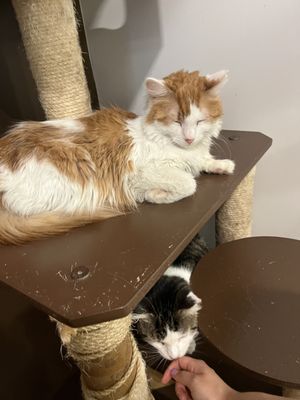 Mew Haven Cat Cafe by null