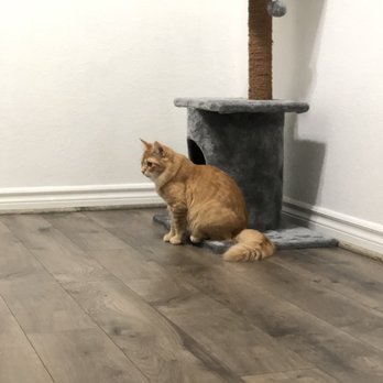 The Rescue House - My cat! - Pet Adoption Near Me The Rescue House - My cat! - Pet Adoption Near Me