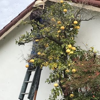 Bee Gone Bee Removal Service - Garage - Pest Control Near Me Bee Gone Bee Removal Service - Garage - Pest Control Near Me