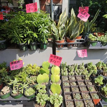 Lucky Flower - Florists Near Me - Flushing, New York Lucky Flower - Florists Near Me - Flushing, New York