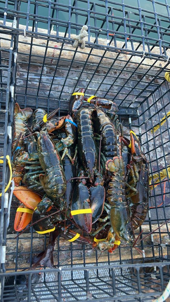 LADY LYNN LOBSTERS Updated April 2024 20 Photos 1 High St