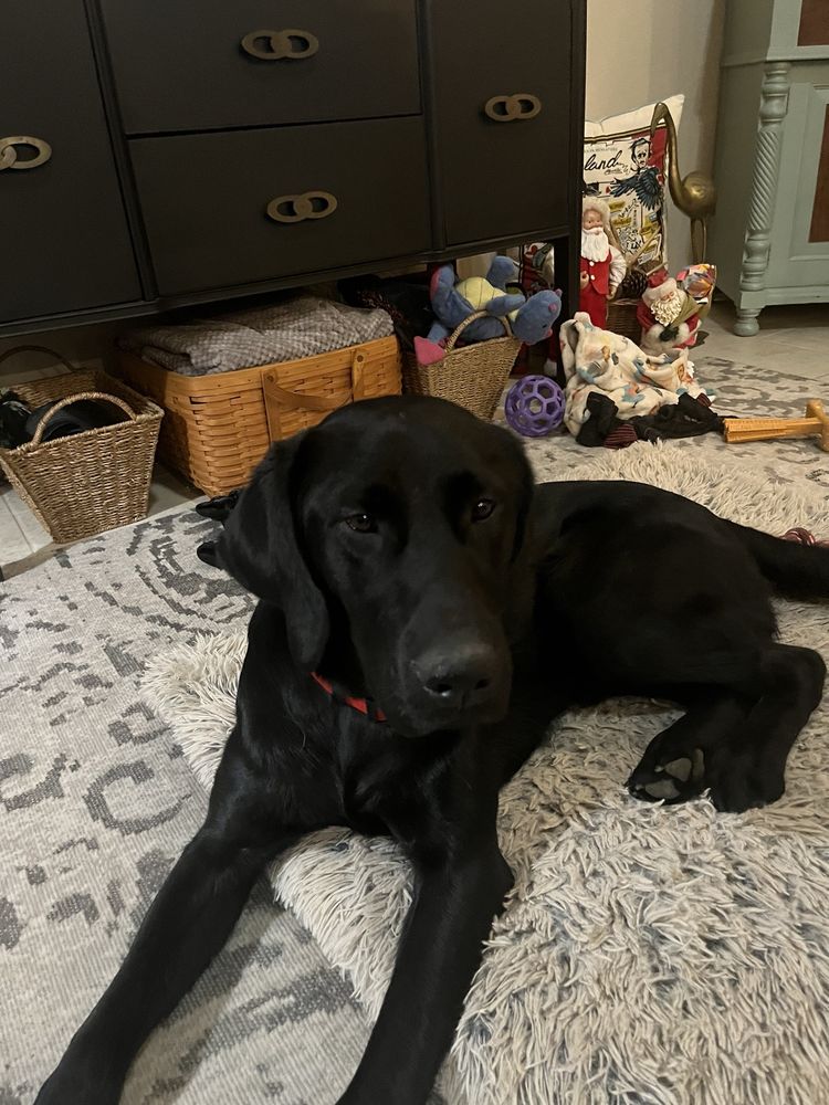 Paws for Purple Hearts - veterans service organization in San Antonio, TX