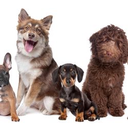 Pet Resources - CARE & HEALTH Flea & Tick Health & Wellness Dental Care Grooming & Bathing