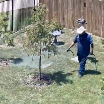 Resolve Pest and Termite Control - Technician spraying all over and kindly to not get the flowering shrubs - Pest Control Near Me - Pasadena, Texas Resolve Pest and Termite Control - Technician spraying all over and kindly to not get the flowering shrubs - Pest Control Near Me - Pasadena, Texas