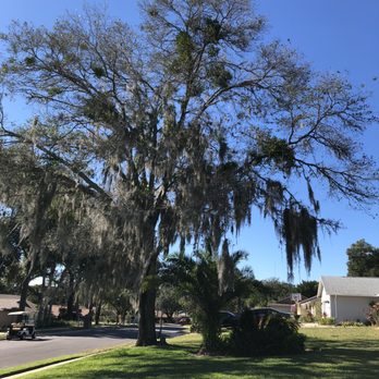 Hoptons Tree Service - The tree filled with Spanish Moss and Mistletoe. - Tree Services Near Me Hoptons Tree Service - The tree filled with Spanish Moss and Mistletoe. - Tree Services Near Me