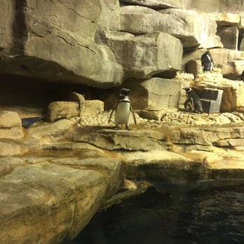 Shedd Aquarium - PENGWING!! - Aquariums Near Me - Chicago, Illinois Shedd Aquarium - PENGWING!! - Aquariums Near Me - Chicago, Illinois