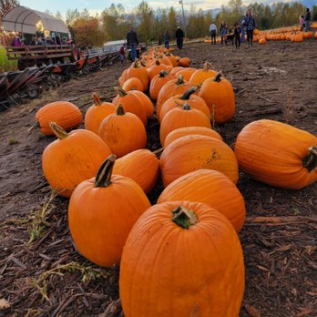 Maris Farms - Rows and rows of pumpkins! - Amusement Parks Near Me - Buckley, Washington Maris Farms - Rows and rows of pumpkins! - Amusement Parks Near Me - Buckley, Washington