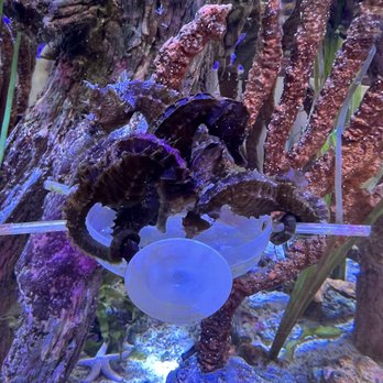 Marine Science Center - Aquariums Near Me - Ponce Inlet, Florida