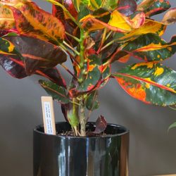 Vida Plant Shop - Plant at rose park