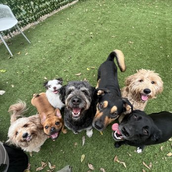 Second Home Boarding - Pet Boarding Near Me - Austin, Texas Second Home Boarding - Pet Boarding Near Me - Austin, Texas