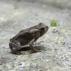 Watkins Glen State Park - Tiny Toads... maybe the size of Quarter