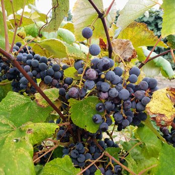 Grape Discovery Center - Grapevine at Lake Erie Grape Discovery Center - Community Service/Non-Profit Near Me - Westfield, New York Grape Discovery Center - Grapevine at Lake Erie Grape Discovery Center - Community Service/Non-Profit Near Me - Westfield, New York